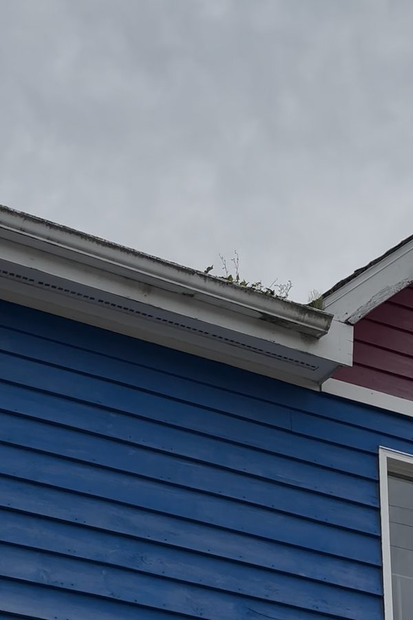 Gutter at Pier One before cleaning, with weeds growing out of it
